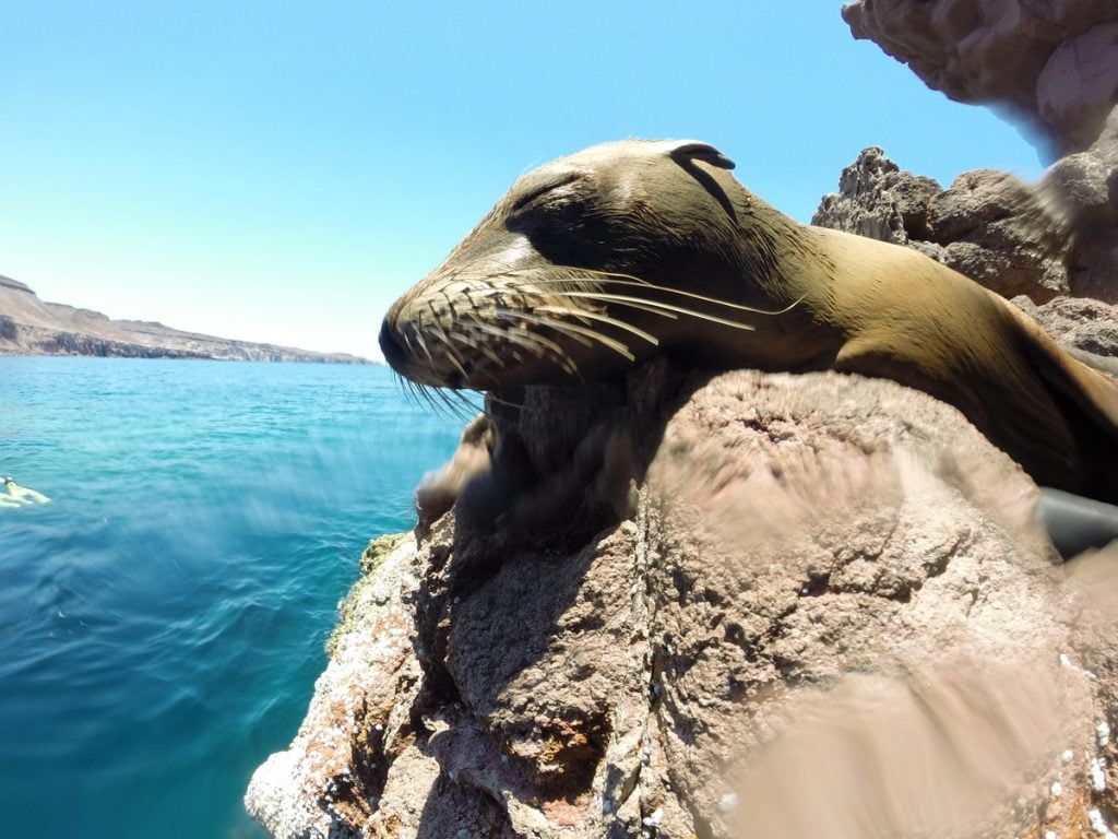 Lobo Marino de California zalophus californianus descansando en una roca Tour Isla Espíritu Santo Club Hotel Cantamar