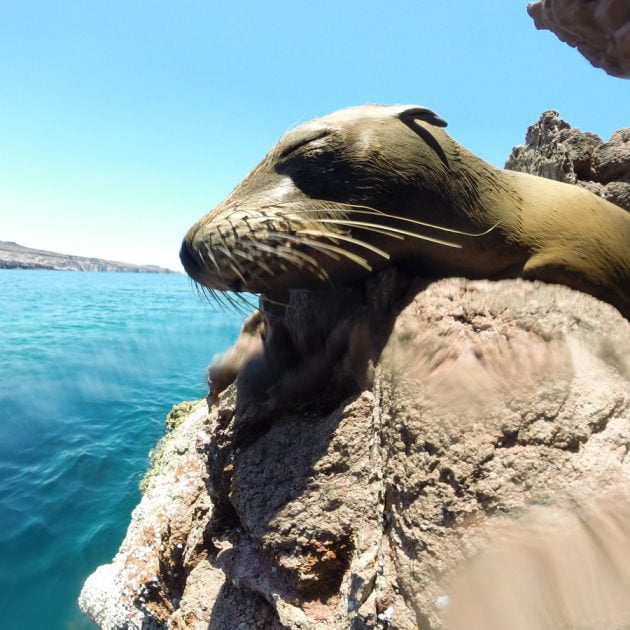 Lobo Marino de California zalophus californianus descansando en una roca Tour Isla Espíritu Santo Club Hotel Cantamar