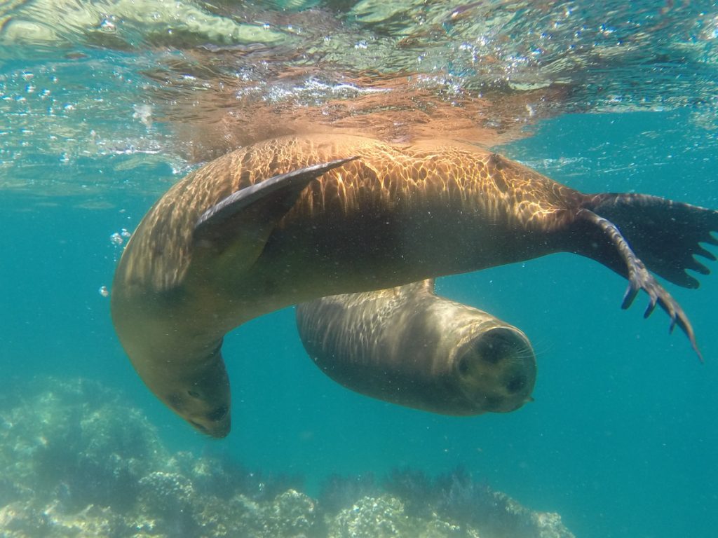 Lobo Marino de California zalophus californianus nadando en la Lobera, Tour Isla Espíritu Santo Club Hotel Cantamar