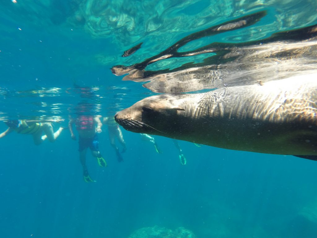 Lobo Marino de California zalophus californianus nadando en La Lobera, Tour Isla Espíritu Santo Club Hotel Cantamar