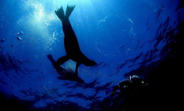 Lobos Marinos cerca de Isla Espíritu Santo, La Paz, BXS - Club Hotel Cantamar
