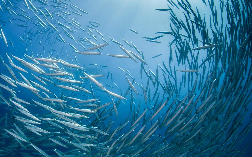 Banco de Peces Arrecife Swanne - Cantamar Scuba