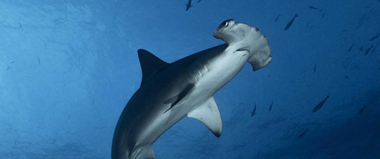 Tiburón Martillo near La Paz, Baja California Sur.