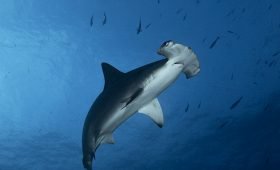 Tiburón Martillo near La Paz, Baja California Sur.