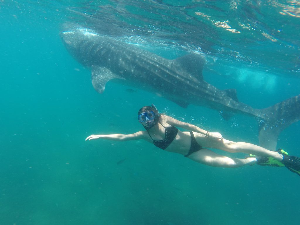 Whale Shark swimming in La Paz - Woman in Bikini snorkeling next to a Whale Shark - Club Cantamar