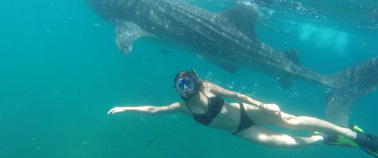 Whale Shark swimming in La Paz - Woman in Bikini snorkeling next to a Whale Shark - Club Cantamar