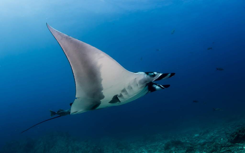 Giant Manta Ray in La Reina, La Paz. Club Hotel Cantamar Scuba Diving