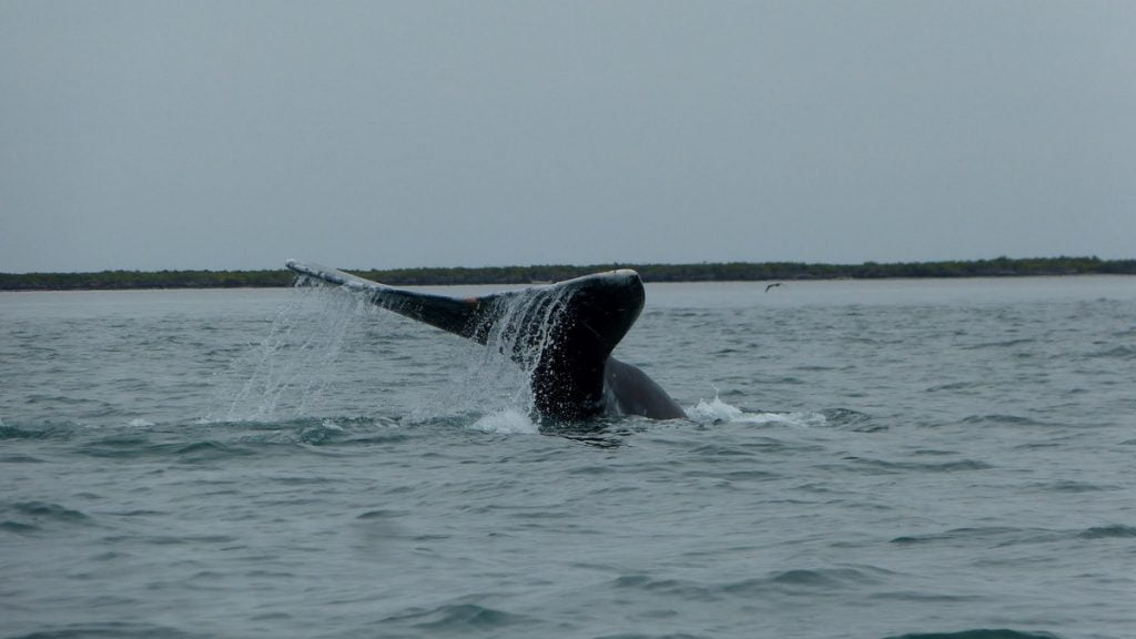 Observación de Ballena Gris en Bahía Magdalena