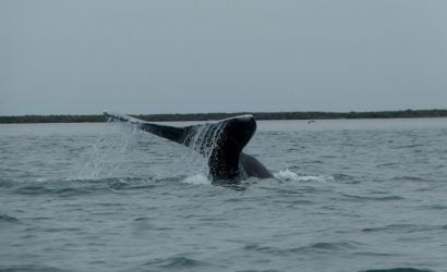 Observación de Ballena Gris en Bahía Magdalena