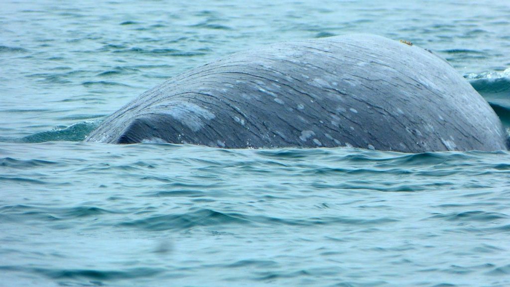 Observación de Ballena Gris en Bahía Magdalena