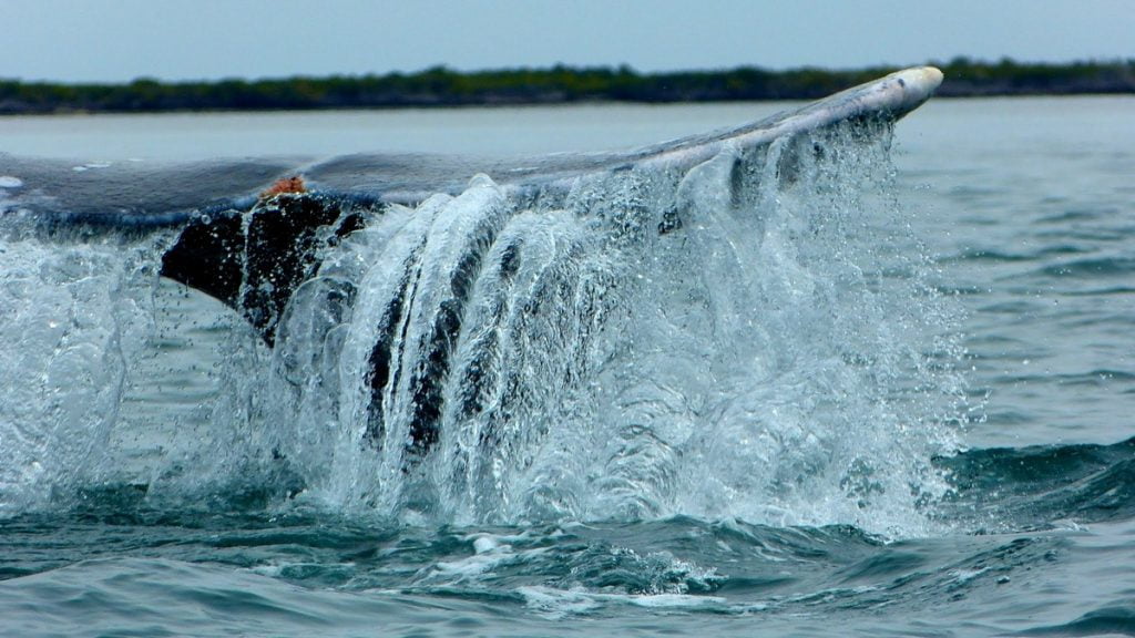 Whale Watching in Magdalena Bay