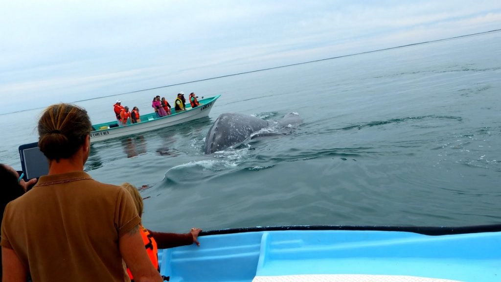 Whale Watching in Magdalena Bay