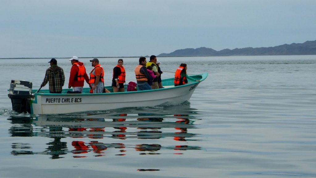 Whale Watching in Magdalena Bay