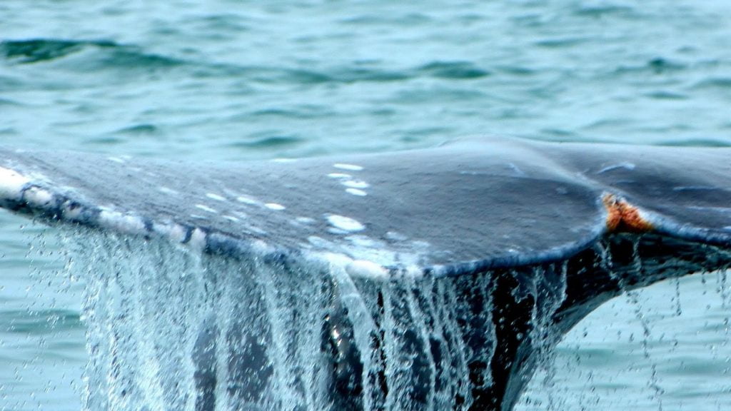 Cola de Ballena Gris en Bahía Magdalena - Club Hotel Cantamar