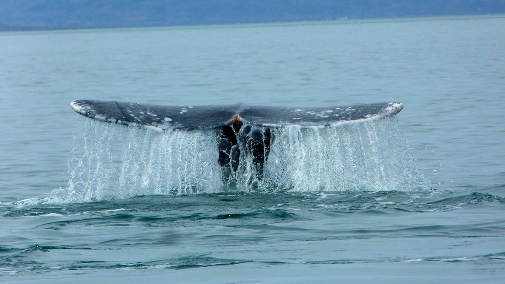 Cola de Ballena Gris en Bahía Magdalena - Club Hotel Cantamar