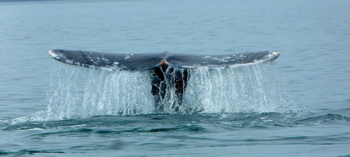 Cola de Ballena Gris en Bahía Magdalena - Club Hotel Cantamar