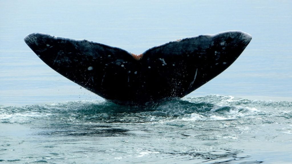 Grey Whale Tail - Club Cantamar