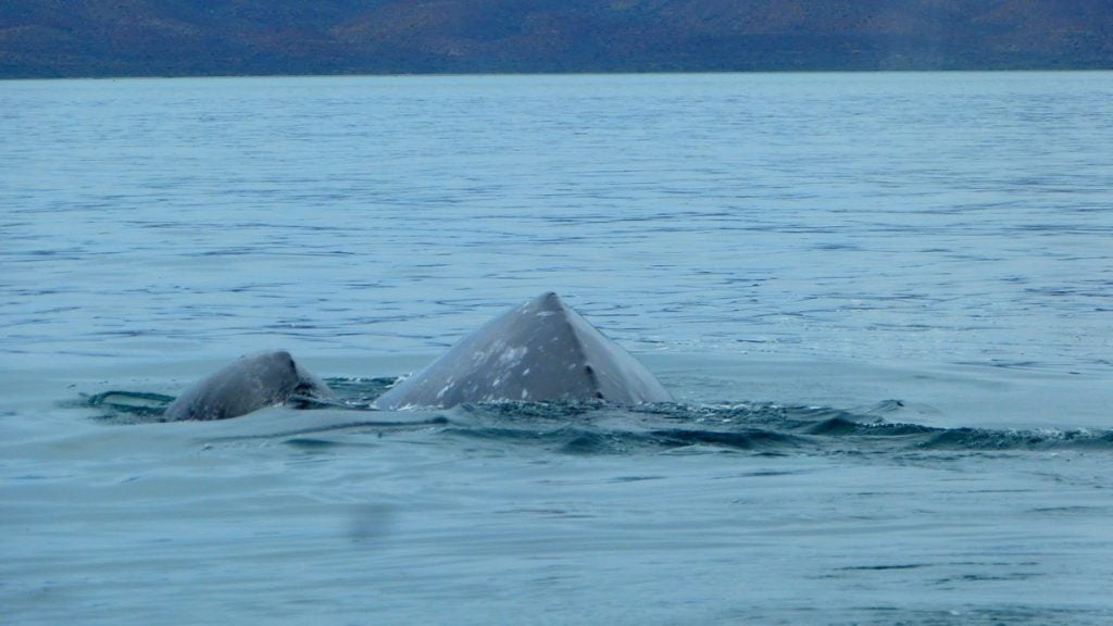 Grey Whale Watching - Club Hotel Cantamar