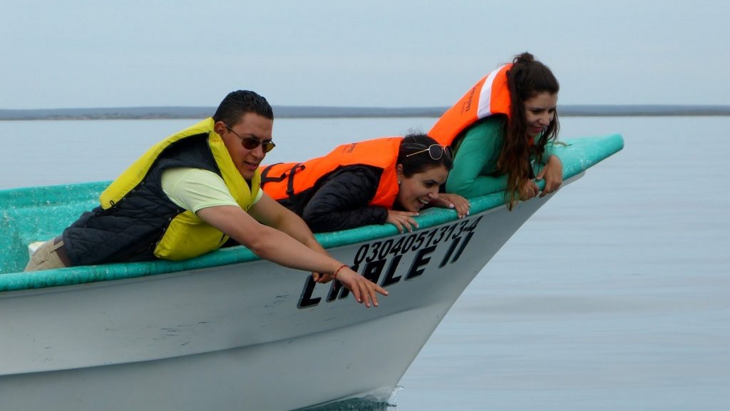 Whale Watching in Mag Bay - Club Cantamar