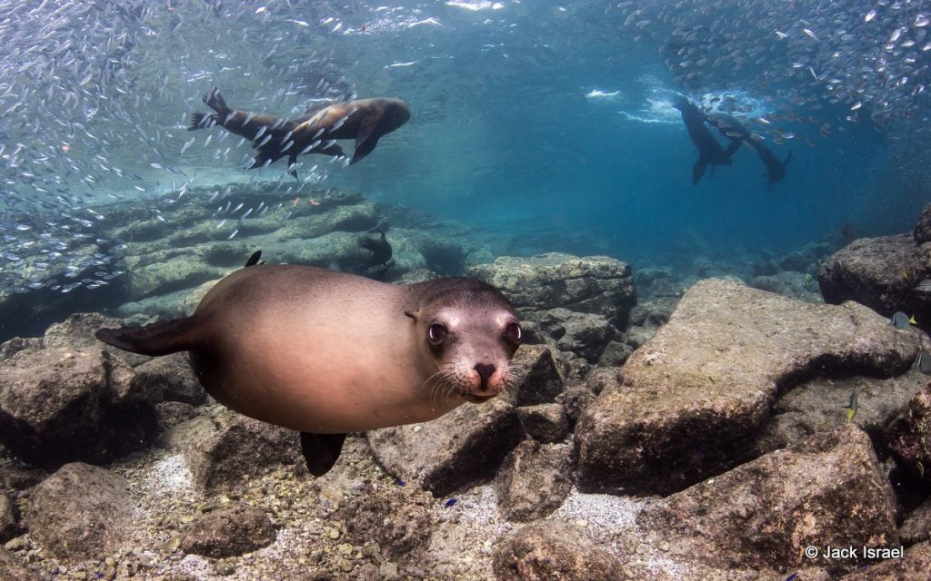 Sea Lion in Los Islotes Sea Lion colony, near La Paz, Baja California Sur