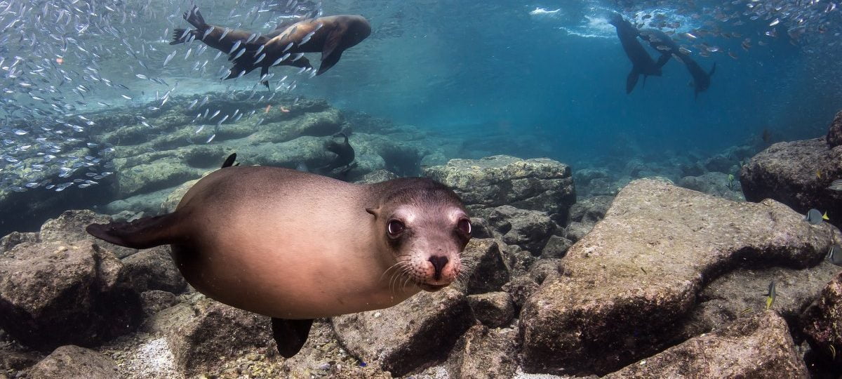 Sea Lion in Los Islotes Sea Lion colony, near La Paz, Baja California Sur