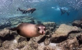 Sea Lion in Los Islotes Sea Lion colony, near La Paz, Baja California Sur