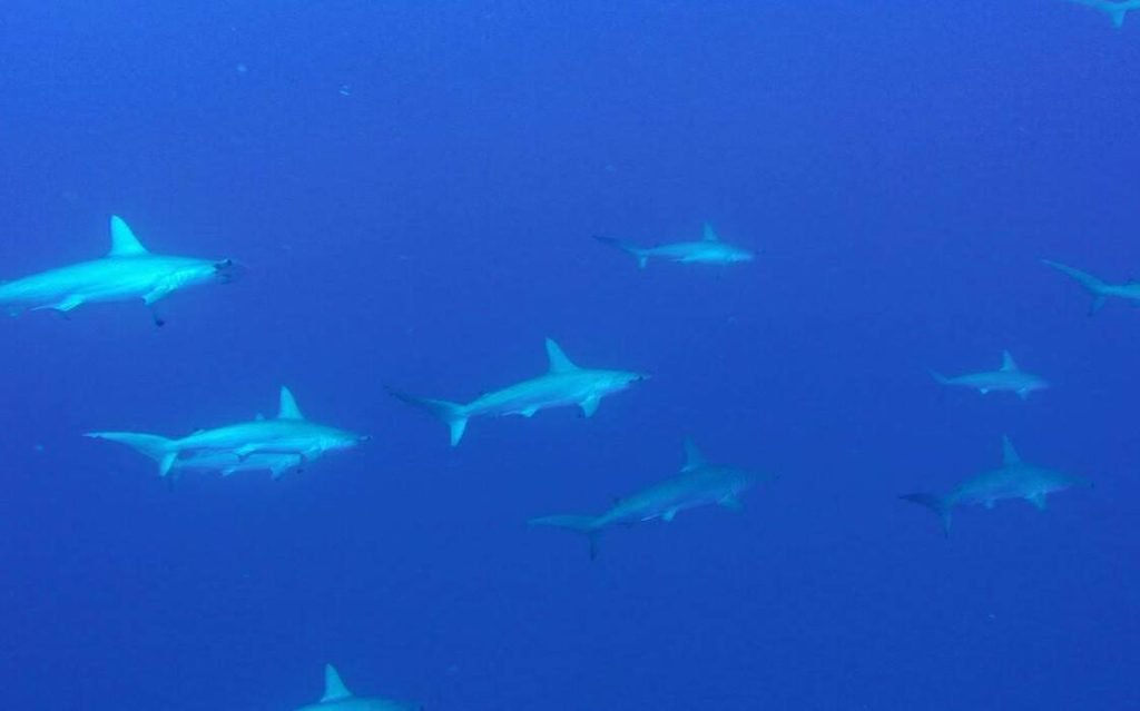 Hammerhead Sharks near el Bajo, La Paz, BCS - Cantamar Scuba