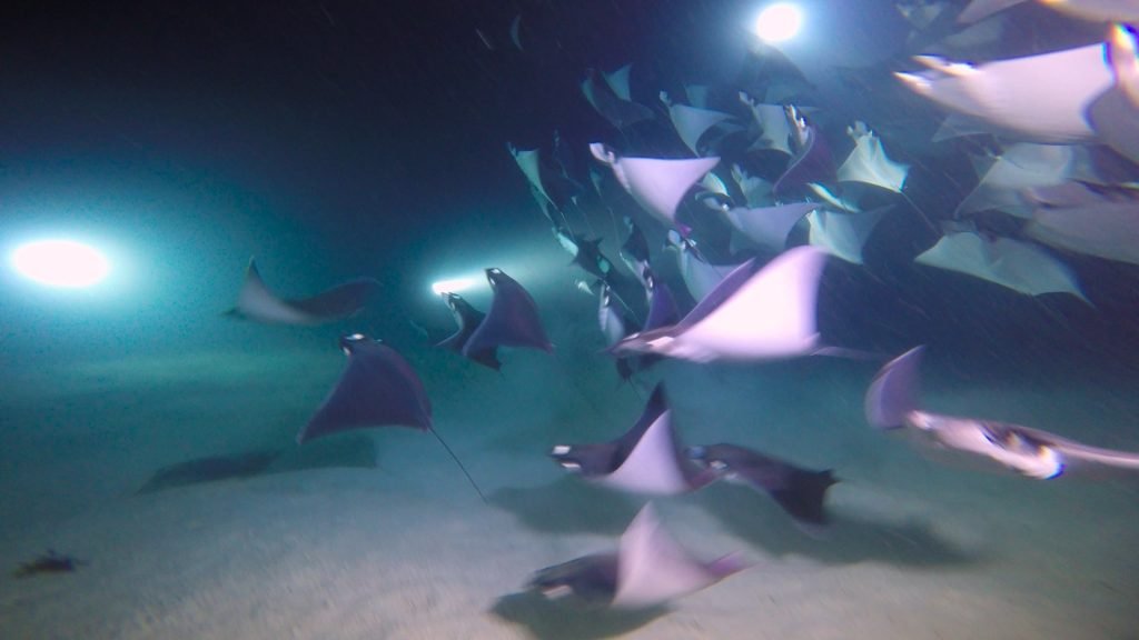 Móbula Rays night diving - Club Hotel Cantamar