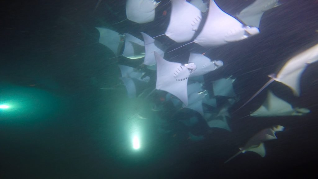 Buceo Nocturno con Móbulas en La Paz