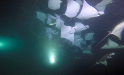 Buceo Nocturno con Móbulas en La Paz