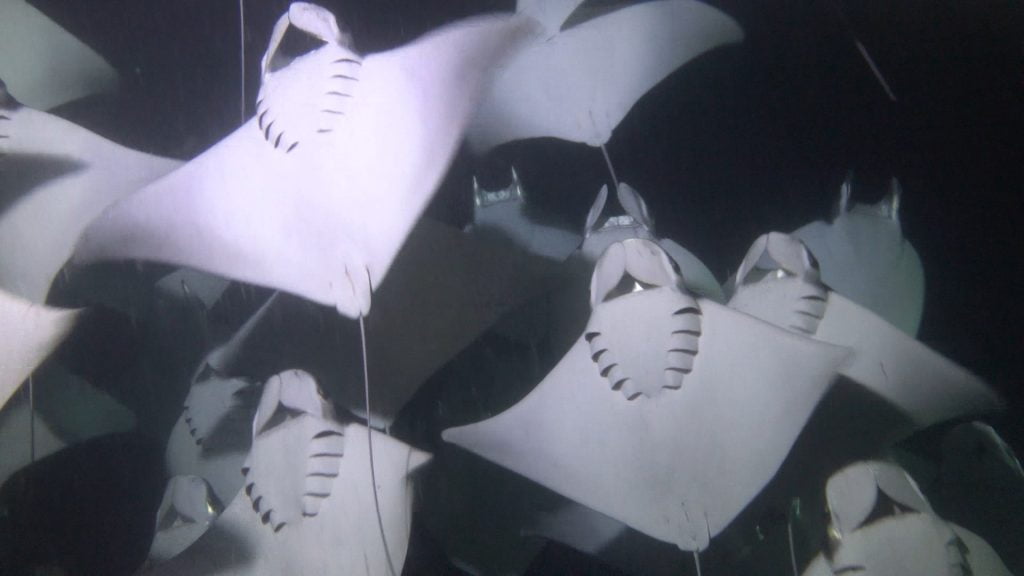 Móbulas en Buceo Nocturno - Isla Espíritu Santo