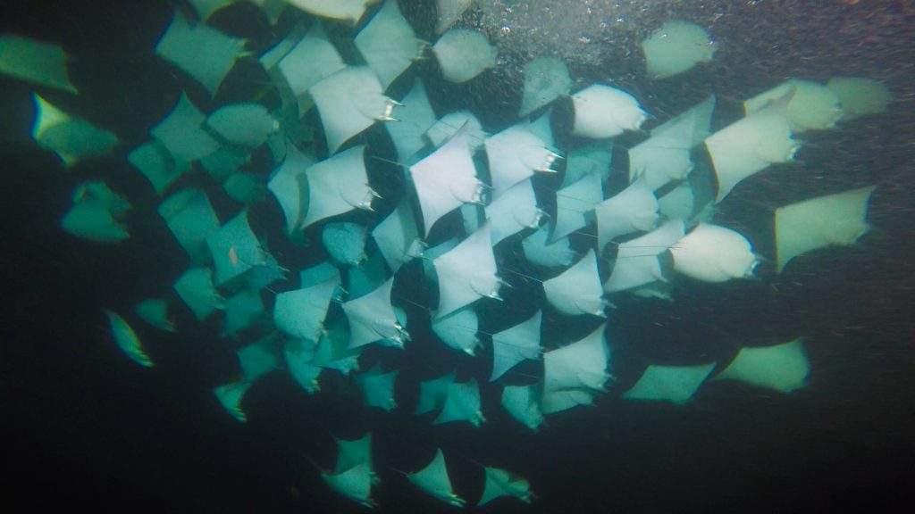 Mobula Rays in night scuba diving Club Hotel Cantamar