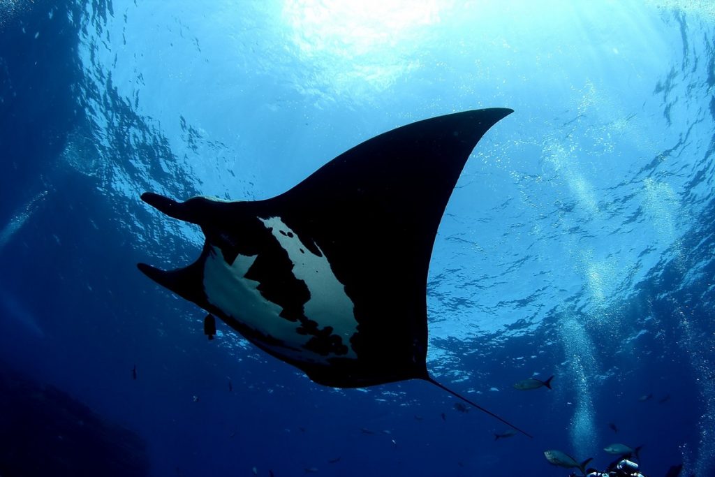 Manta Gigante en La Reina - Club Hotel Cantamar La Paz, BCS