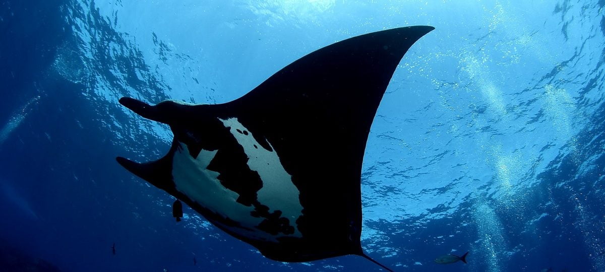 Manta Gigante en La Reina - Club Hotel Cantamar La Paz, BCS