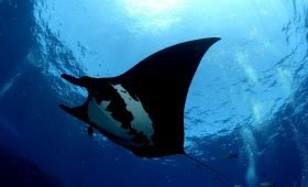 Manta Gigante en La Reina - Club Hotel Cantamar La Paz, BCS