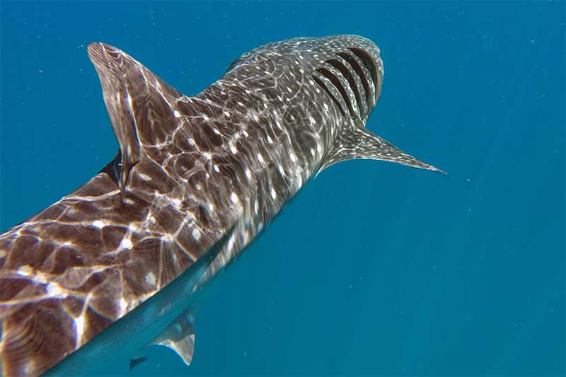 Tiburón Ballena (rhincodon typus) en Bahía de La Paz - Club Hotel Cantamar