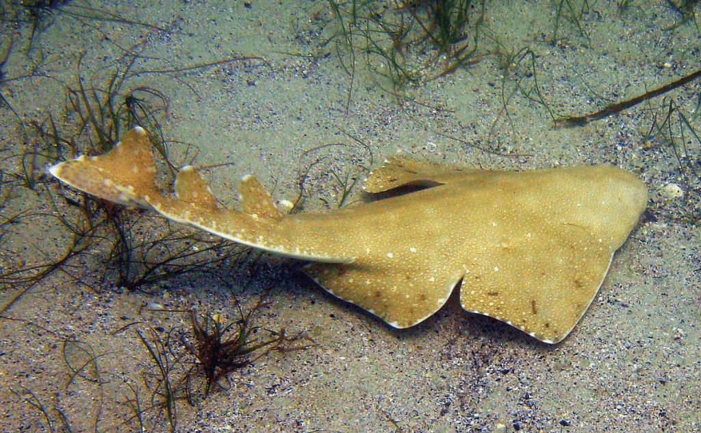 Tiburón Angel del Cortez, Squantina Californica