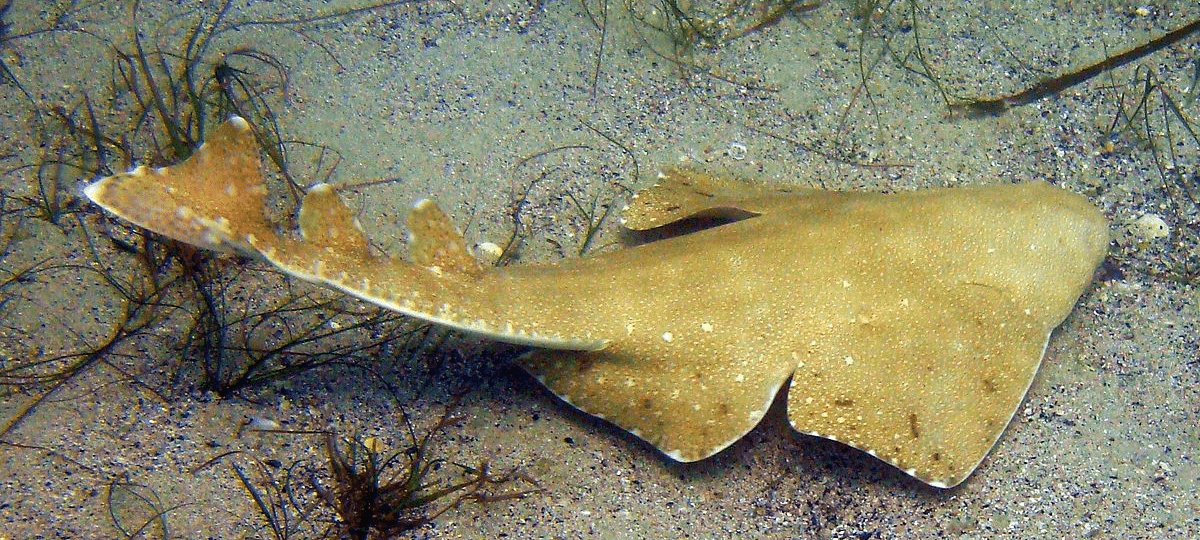 Angel Shark