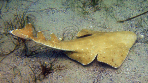 Angel Shark