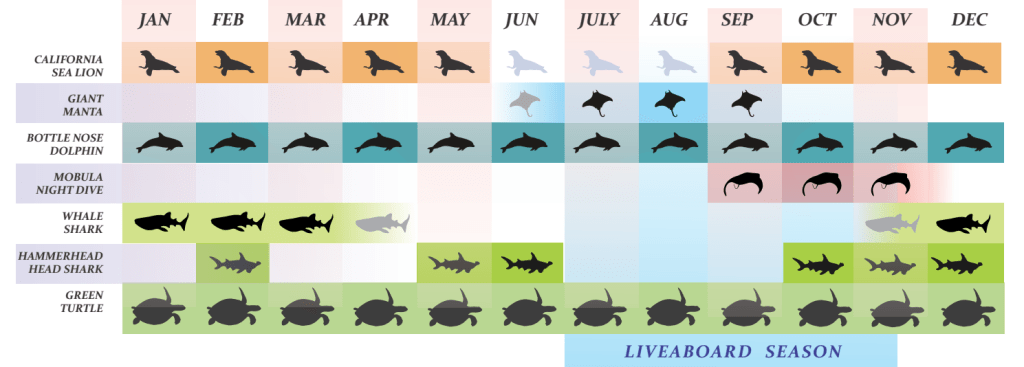 Species thru the seasons in La Paz bay:Sea Lions all year long except June thru August (breeding), Giant Mantas June to September, Bottlenose dolphin all year long, mobula night dive September to November, Whale Sharks November to April, Hammerheads on February, May, June and October thru December, and Green Turtle all year long